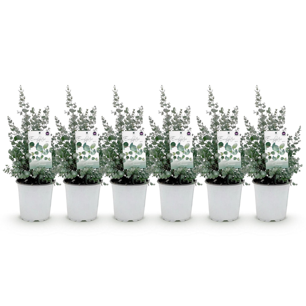 Eucalyptus gunnii, 40 cm hoog, detail van het blad