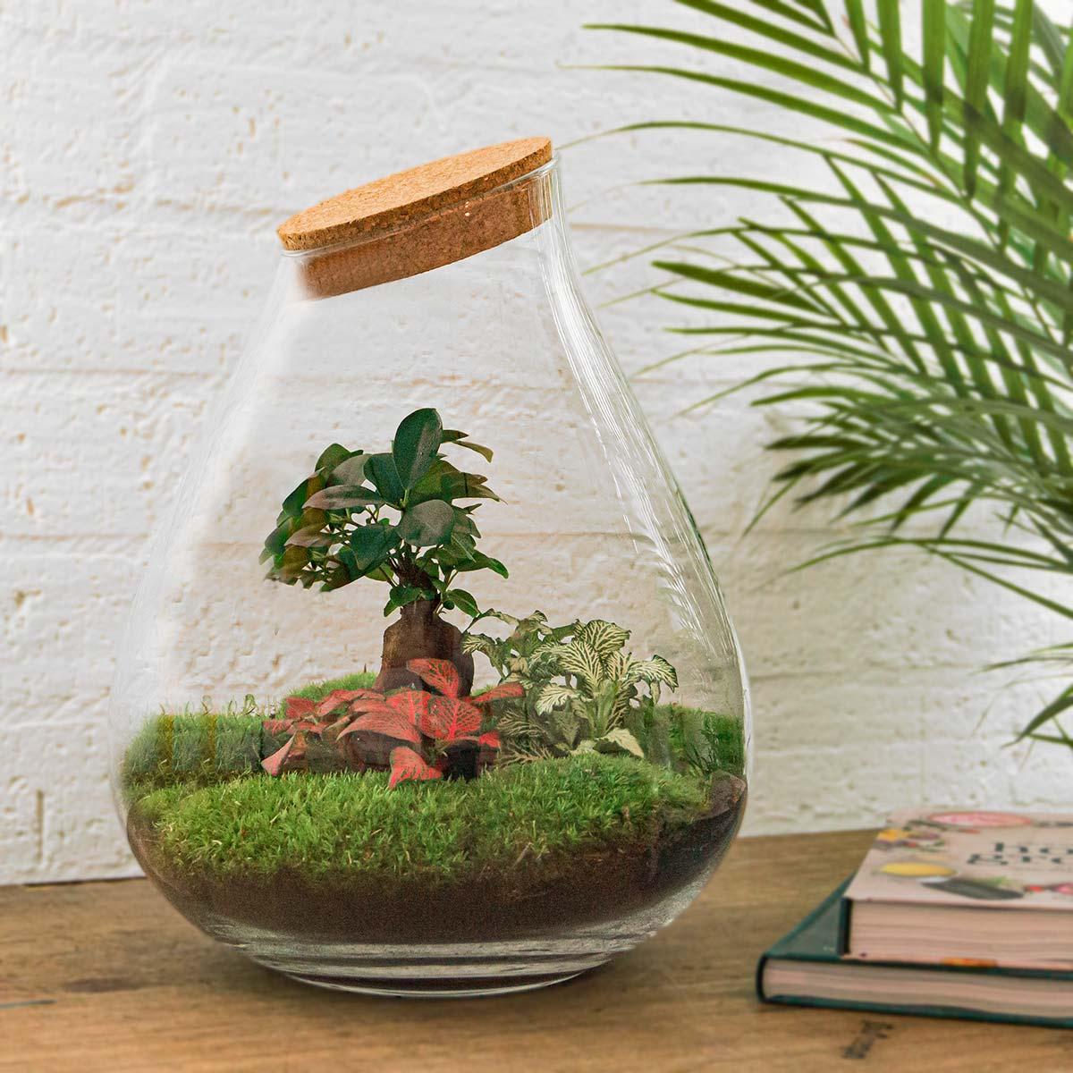 Productfoto van DIY terrarium Drop XL Bonsai Red, hark en schep