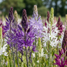Camassia leichtlinii mix bloembollen, blauw en wit
