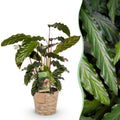 Calathea Rufibarba met mand, compacte plant