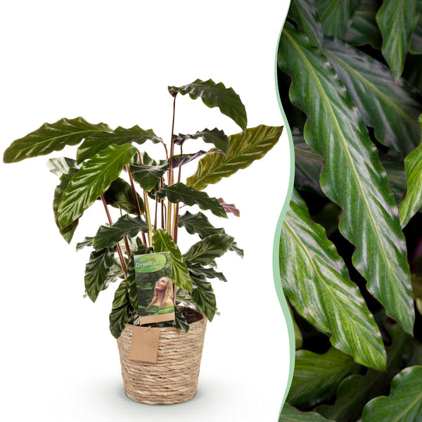 Calathea Rufibarba met mand