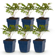 Pluimspirea Tricolour