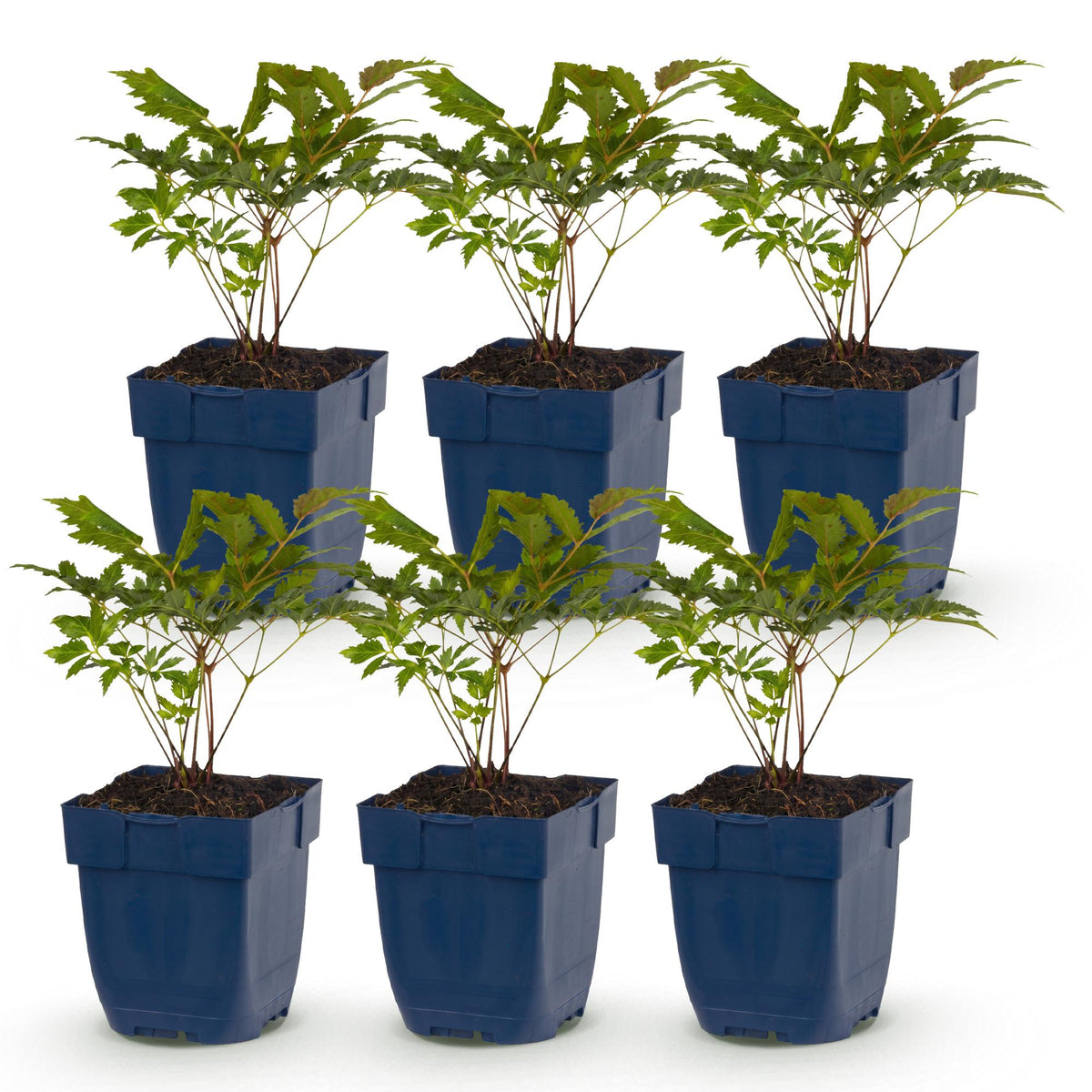 Pluimspirea Tricolour, groeiwijze van de plant