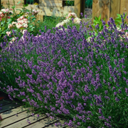 Lavendel Lavandula &