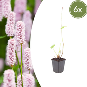 Persicaria bistorta