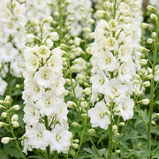 Ridderspoor (P) Galahad, met witte bloemen (12x)
