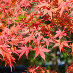 Japanse esdoorn Acer palmatum Shaina, detail van het blad