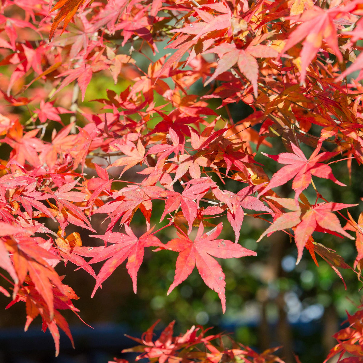 Japanse esdoorn Acer palmatum Shaina, detail van het blad
