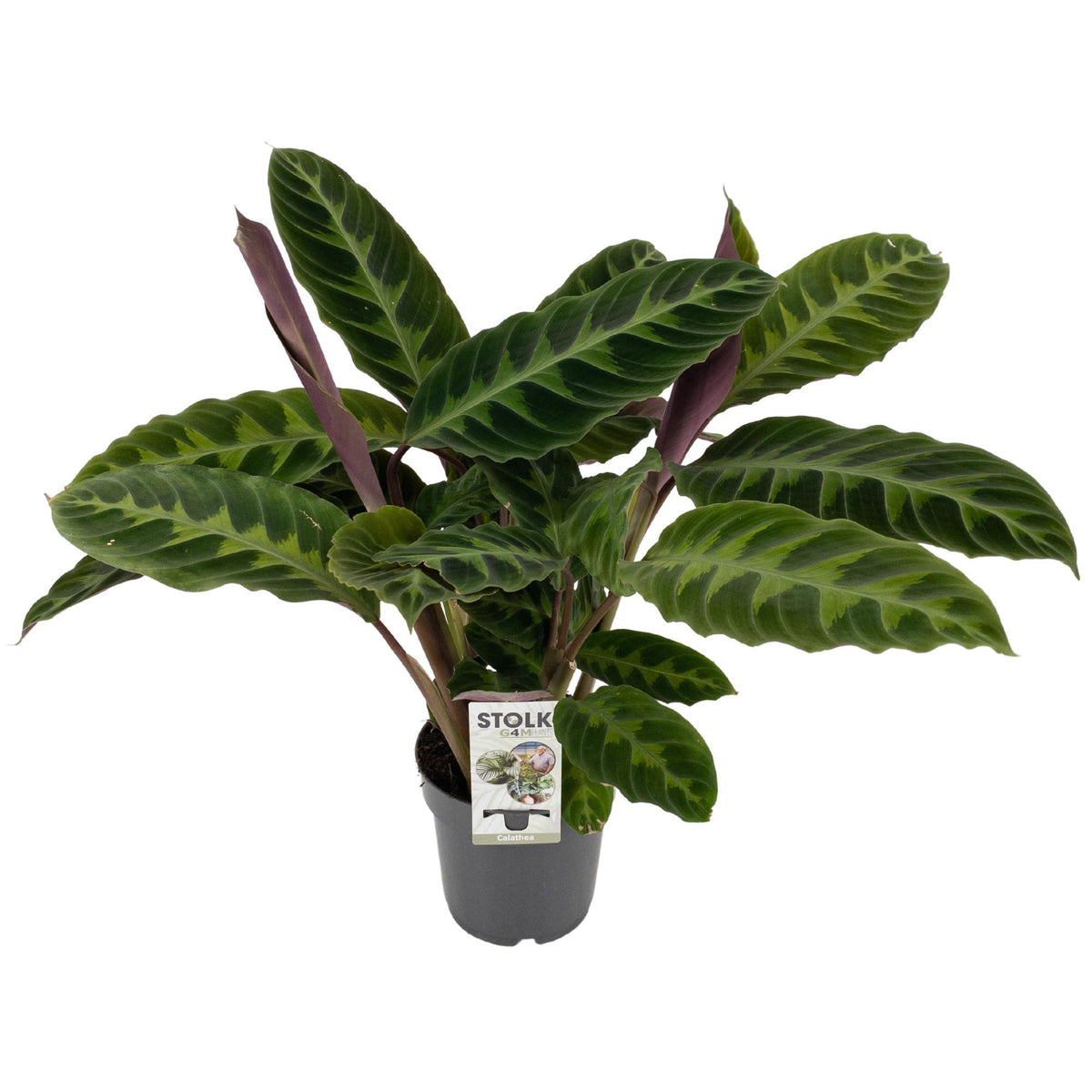 Productfoto van Calathea Warscewiczii