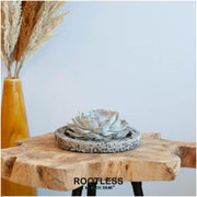 ROOTLESS Succulent Echeveria Lilacina in schaal &
