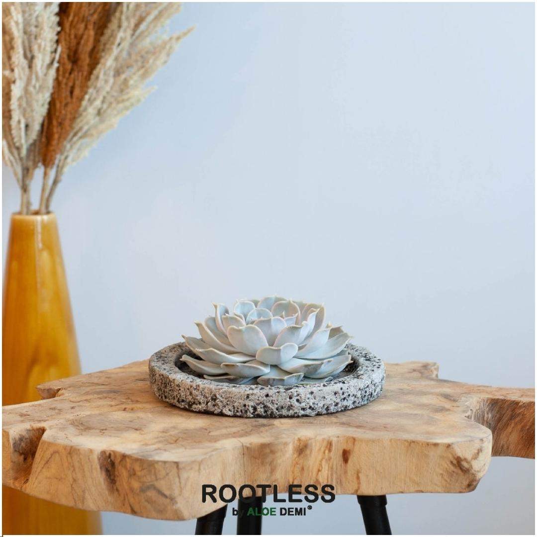 ROOTLESS Succulent Echeveria Lilacina in schaal 'Concrete', groene bladeren