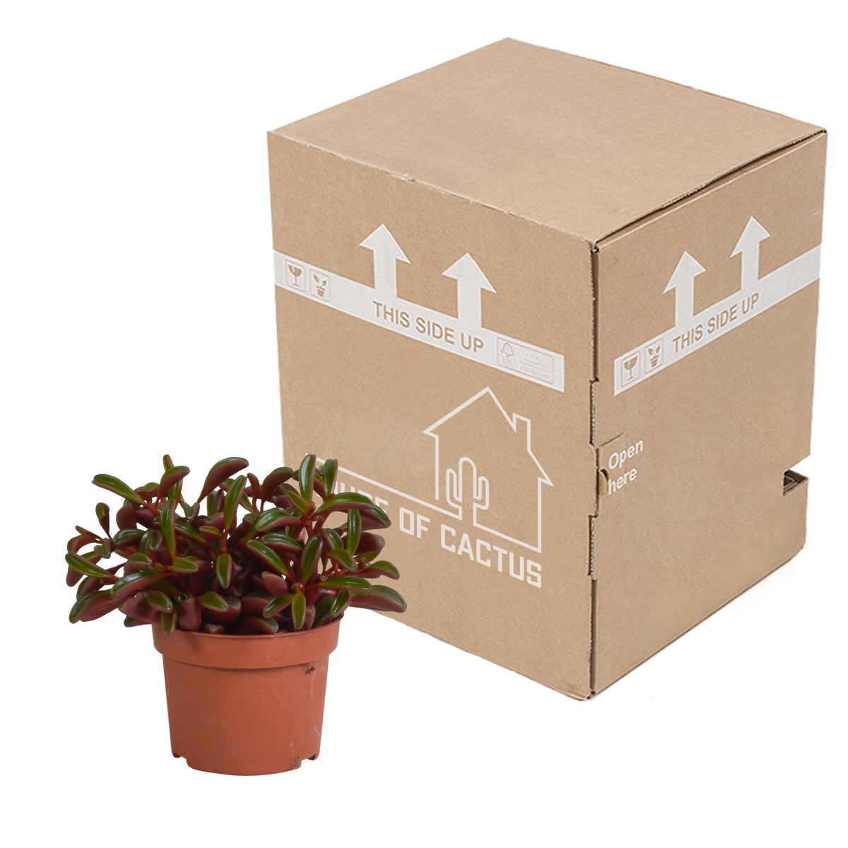 Peperomia graveolens - zonder pot, kenmerkend blad