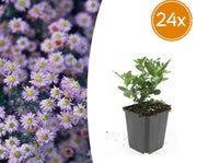 Aster ageratoides &