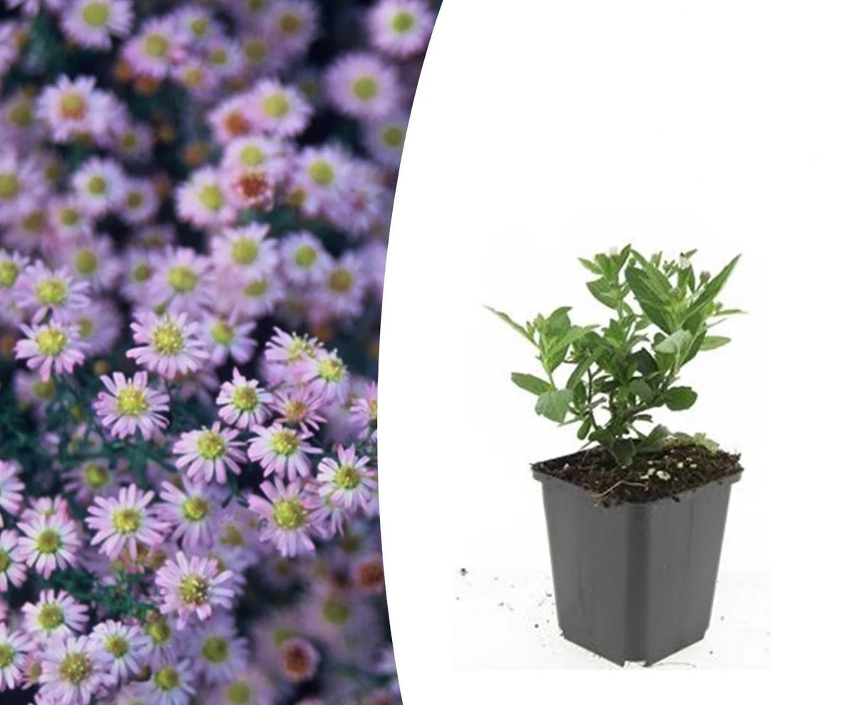 Aster ageratoides 'Stardust', detail van het blad