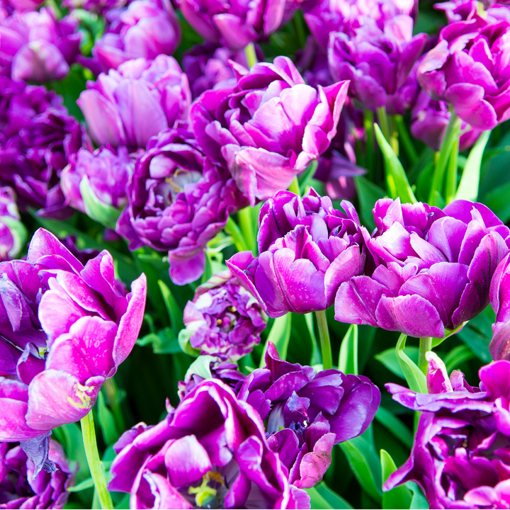 Tulpenbollen Double Flag, paarse dubbele tulp, 20 stuks