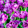 Tulpenbollen Double Flag, paarse dubbele tulp, 20 stuks