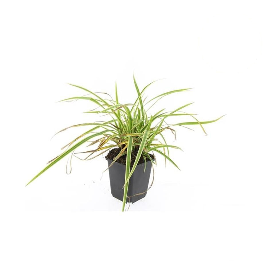 Carex morrowii 'Aureovariegata', kenmerkend blad