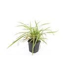 Carex morrowii 'Aureovariegata', kenmerkend blad