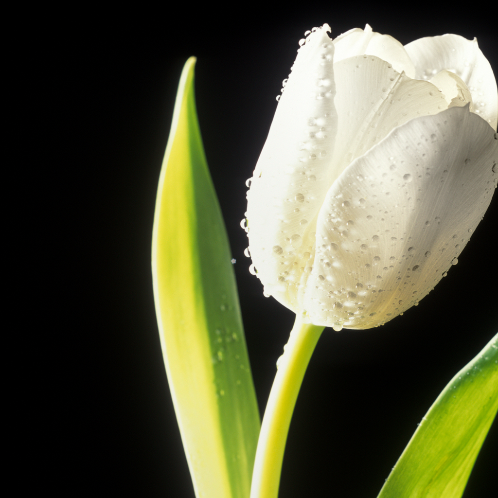 Tulpenbollen Catherina, zuiver witte tulp, 20 stuks, detail van het blad