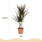 Dracaena Magenta, 70-80 cm hoog, groene bladeren