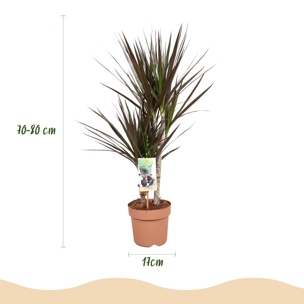 Dracaena Magenta, 70-80 cm hoog, groene bladeren