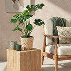 Monstera Deliciosa, plant in pot