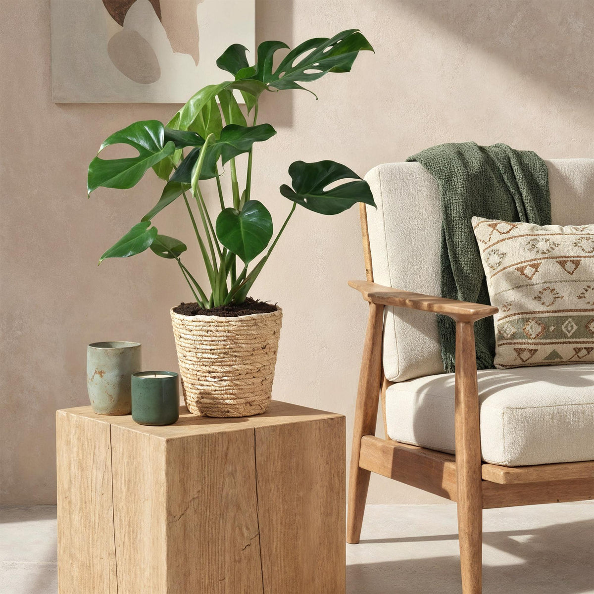 Monstera Deliciosa, plant in pot