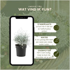 Productafbeelding van Pureplant