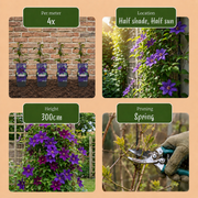 Clematis &