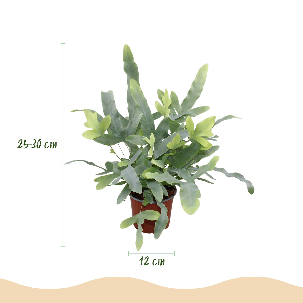Phlebodium aureum Blue Star, 25-30 cm hoog, groene bladeren