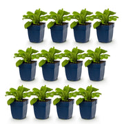 Digitalis x mertonensis - vingerhoedskruid - 12 planten