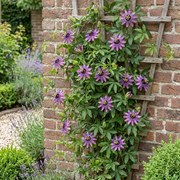 Passiflora &