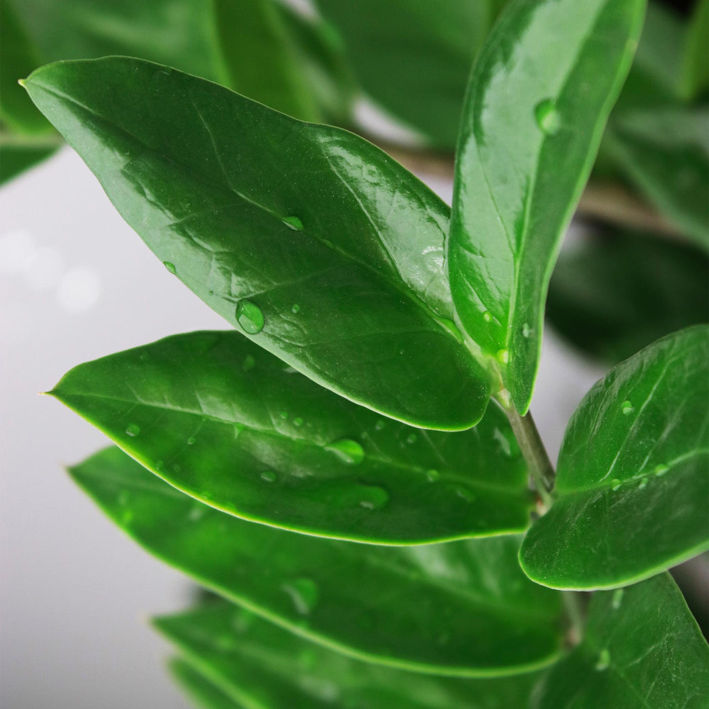 Zamioculcas met mand, groeiwijze van de plant