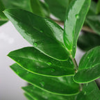 Zamioculcas met mand, groeiwijze van de plant