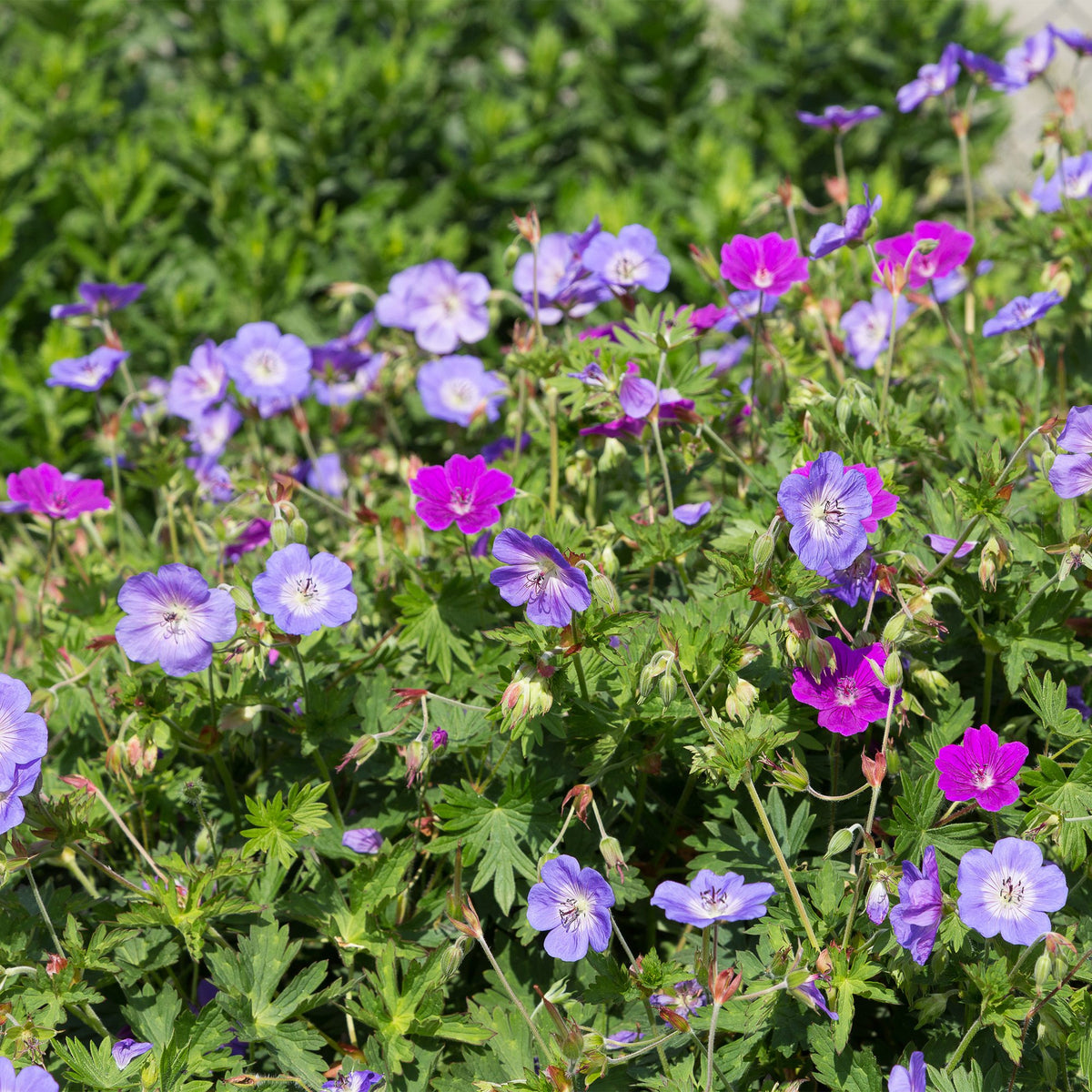 Borderpakket vaste planten, bodembedekkend, groene bladeren