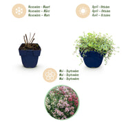 Thymus Tricolour - Tym - Bodembedenkend - Roze - Rood - Wit - 6 Planten