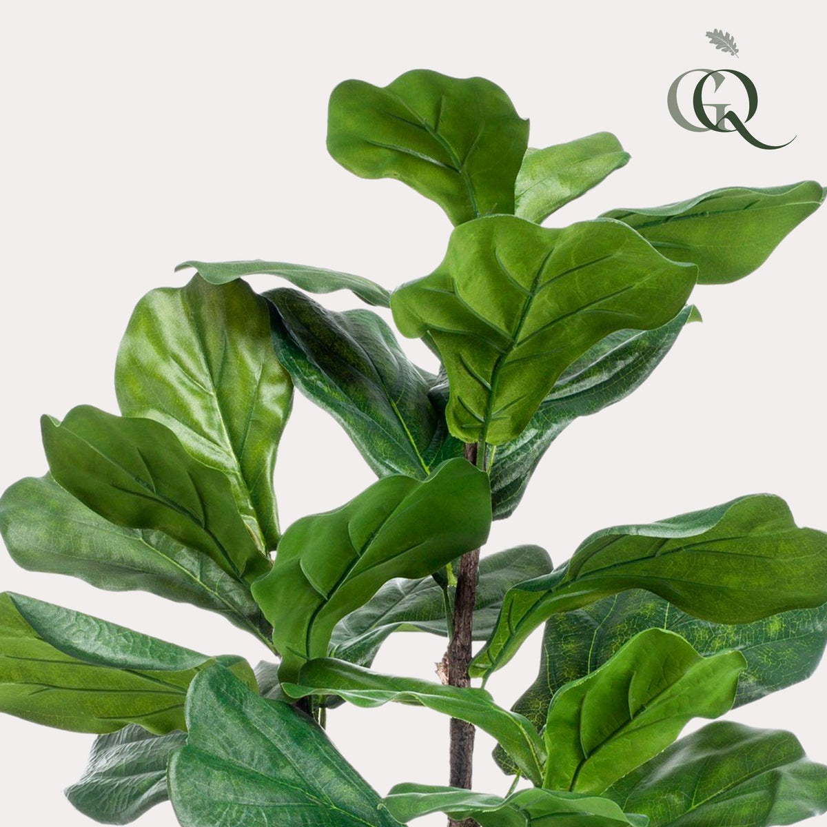 Productafbeelding van Pureplant