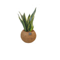 Kokodama Sansevieria superba