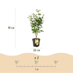 Acer palmatum Jordan, kenmerkend blad