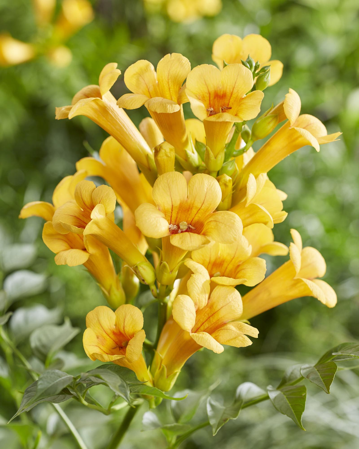 Productfoto van 2x - Campsis Summer Jazz 'Gold Trumpet'