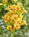 2x - Campsis Summer Jazz 'Gold Trumpet'