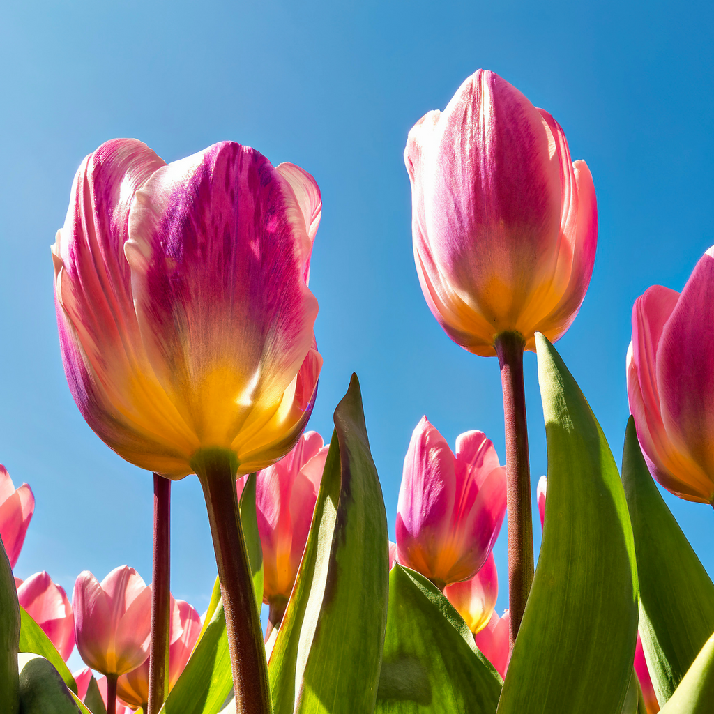 Tulpenbollen Light and Dreamy – 20 Stuks Maat 11/12, plant in pot