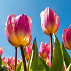 Tulpenbollen Light and Dreamy – 20 Stuks Maat 11/12, plant in pot