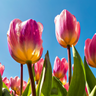 Tulpenbollen Light and Dreamy – 20 Stuks Maat 11/12
