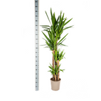 Yucca Elephantipes, groeiwijze van de plant