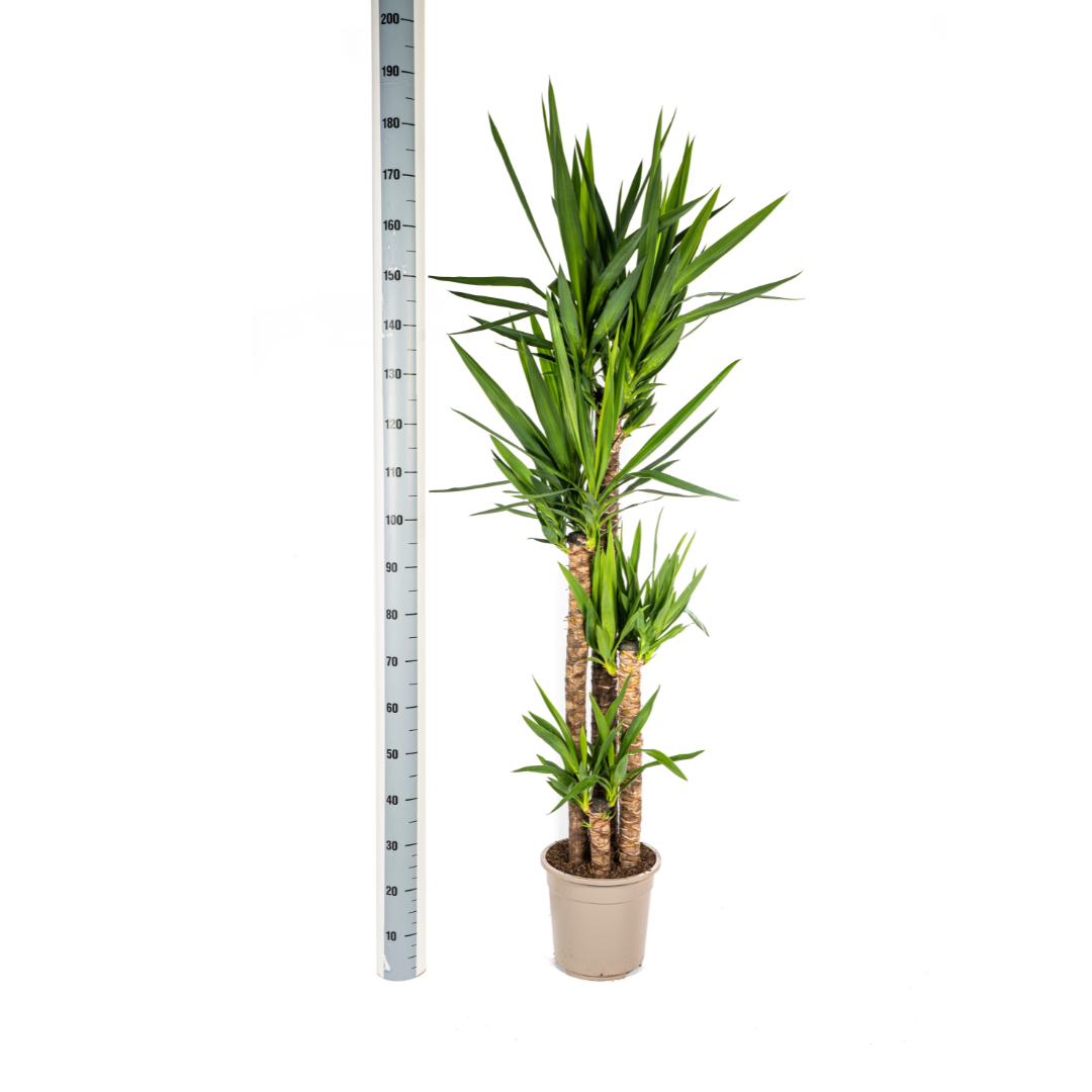 Yucca Elephantipes, groeiwijze van de plant