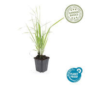 Calamagrostis acut. &