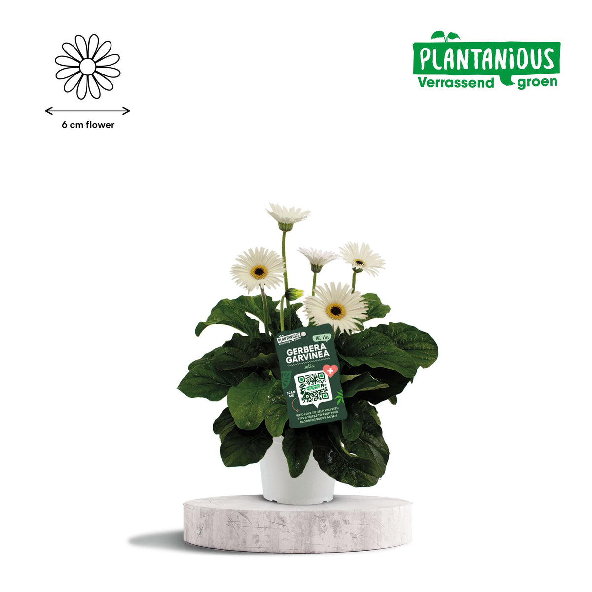 Garvinea Gerbera Wit, plant in pot