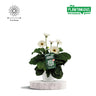 Garvinea Gerbera Wit