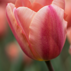Tulpenbollen Apricot Foxx, zalmroze tulp, 20 stuks, detail van het blad